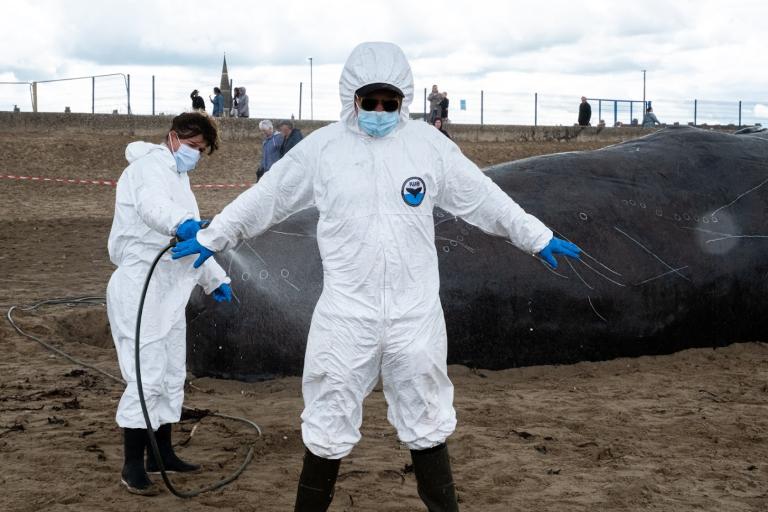 Image of two actors dressed as scientists standing in front of the whale and pretending to disinfect their costumes 