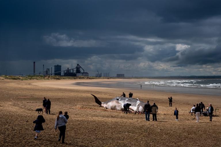 Image of the whale sculpture on the Redcar beach surrounded by people.
