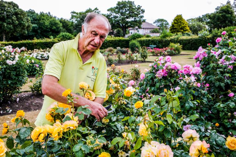 Mike Carling, who runs Friends of Borough Park, tending the roses.