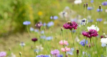 Image of a wildflower meadow. There are purple and blue flowers in the foreground.