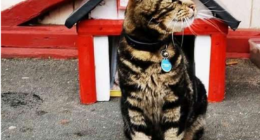 picture of a cat in front of a small replica of the Saltburn Pier.