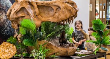 Image showing a child look at a dinosaur skull