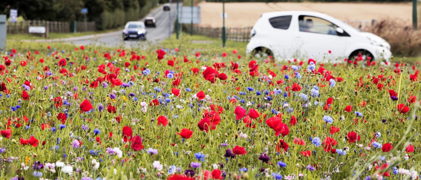 Decorative image - showing wildflowers of various colours with a white car passing in the background