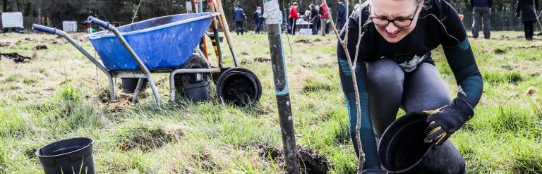 image of a woman planting a tree. there is a blue wheelbarrow in the background